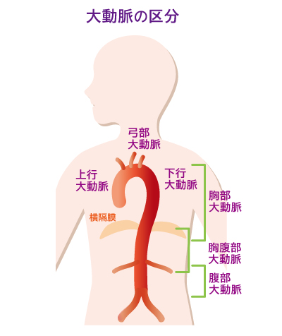 大動脈の区分