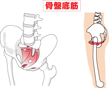 骨盤底筋