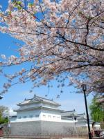 駿府城と桜